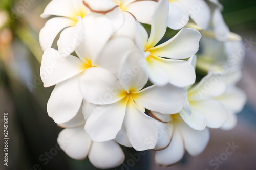 Sweet scent from white Plumeria flowers in the garden