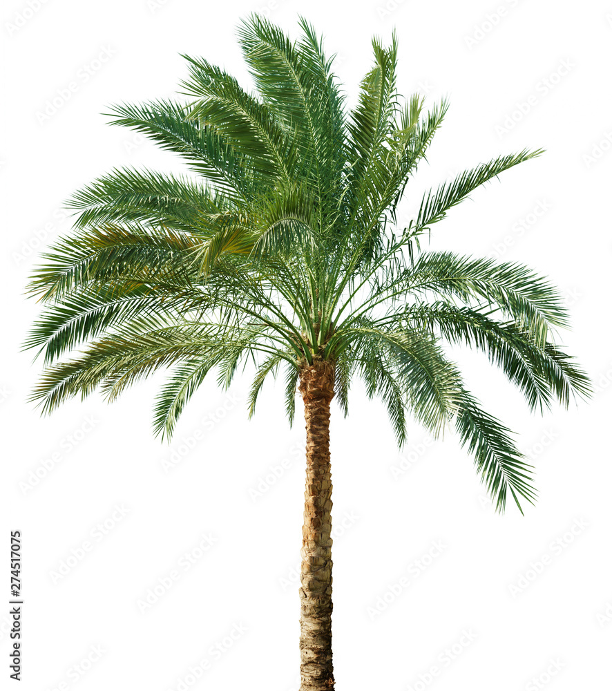 Obraz premium Palm tree isolated