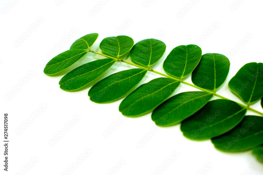 green leaves isolated on white background green leaves isolated on white background
