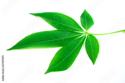 green leaf isolated on white background © sirisak