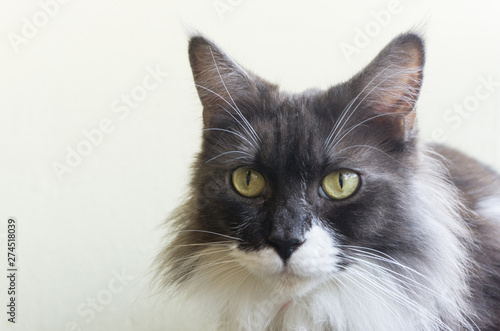 Close up white and black tabby cat American Curl perk face and scary,young cat lovely pet,so cute,isolated background,Maine Coon