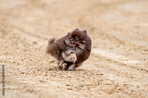 Ein freigestellter flauschiger Spitz während eines Hunderennens auf der Zielgeraden photo