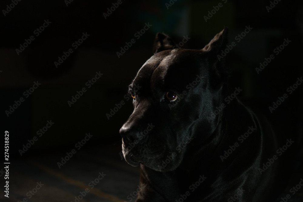 portrait of a black dog on black background portrait of a black dog on black background