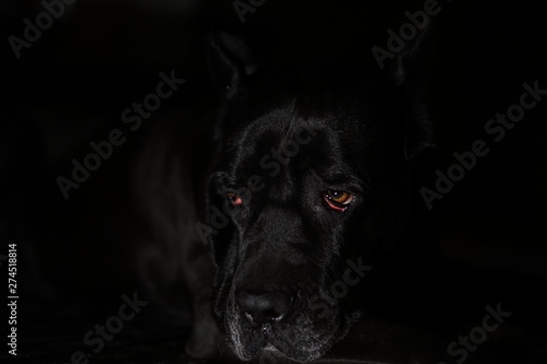 dog in front of black background