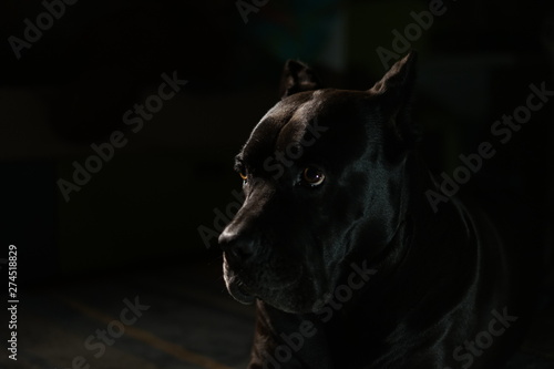 portrait of a black dog on black background