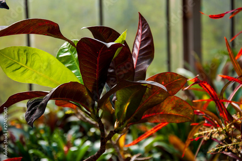 Beautiful tropical plants are growing and blooming in a botanical garden photo