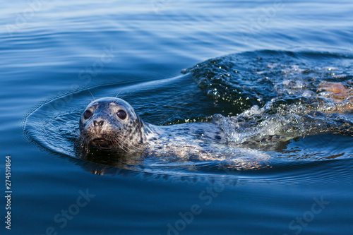 Bild auf Leinwand Seal in Baltic Sea