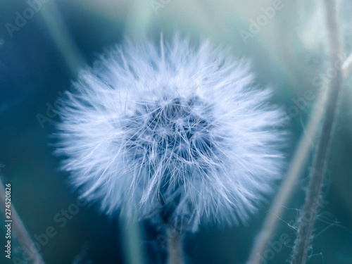 Closeup of dandelion on natural background. Turquoise.