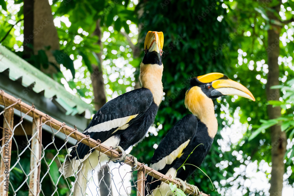 Obraz premium hornbill in wildlife breeding station.