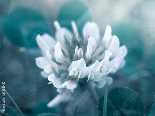 A macrophotography of a beautiful single flower. Fabulous mysterious flowerbed.