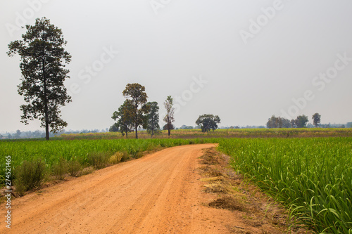 A dirt road in rural areas that do agriculture.