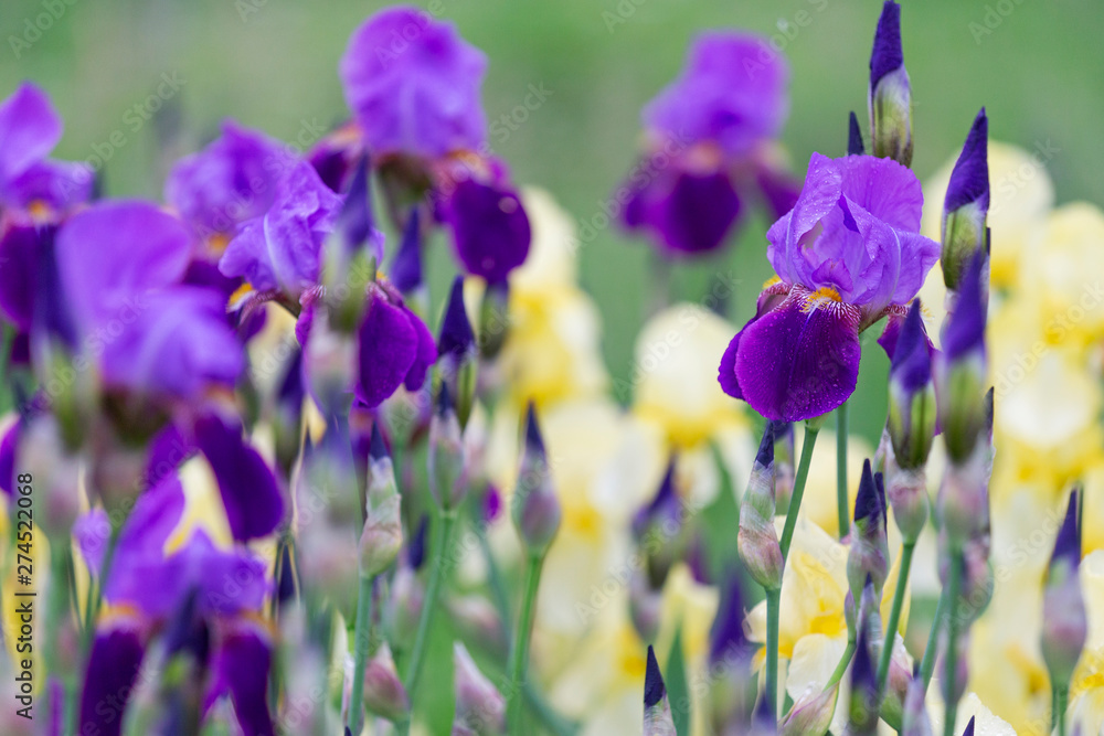purple irises in spring after rain - obrazy, fototapety, plakaty 
