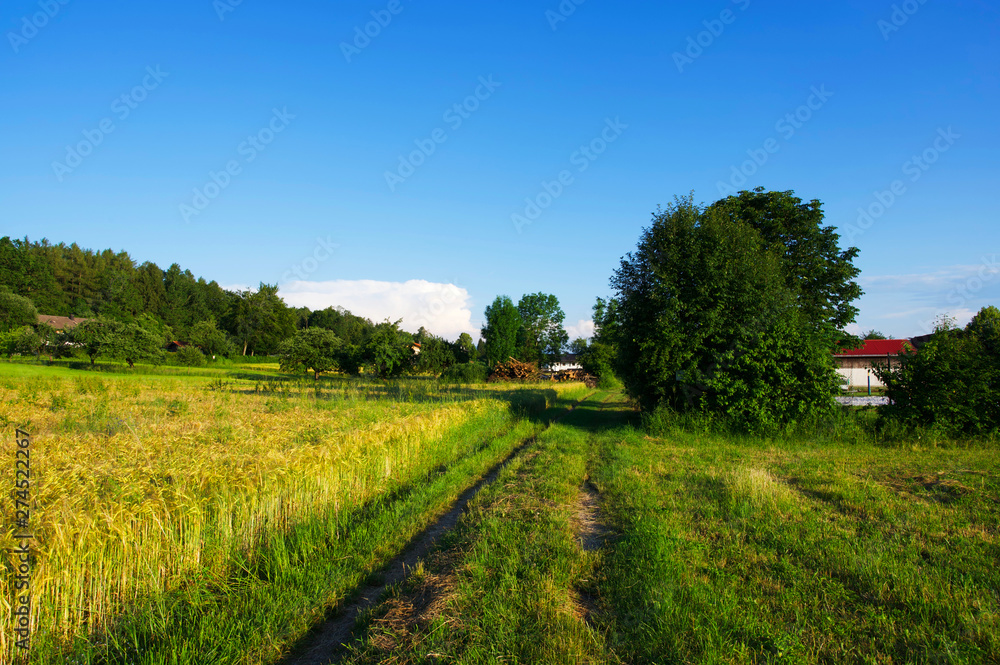 Ländliche Sommerlandschaft in Süddeutschland während der golenden Stunde