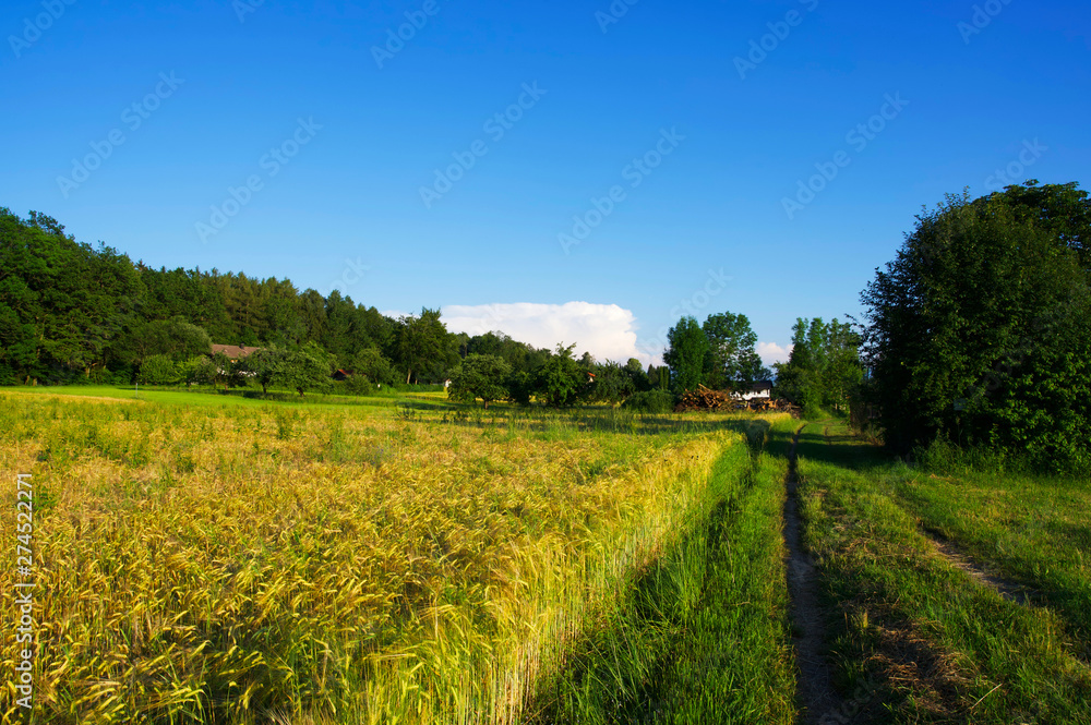 Ländliche Sommerlandschaft in Süddeutschland während der golenden Stunde