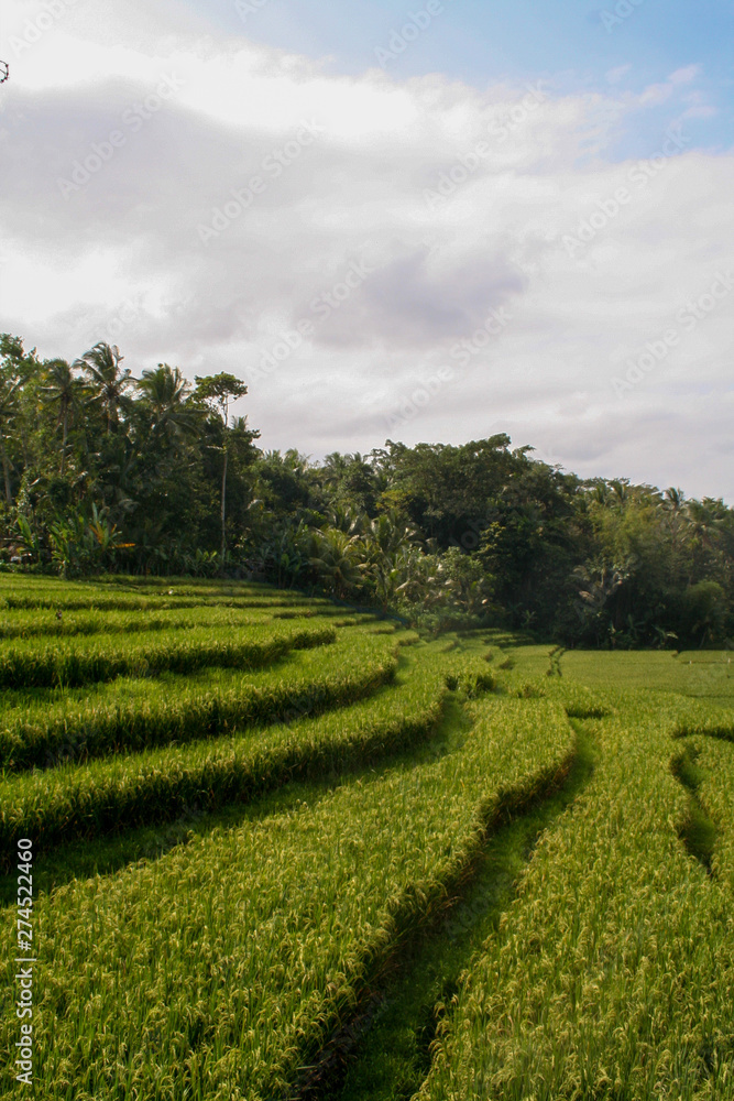 Bali rice padi fields