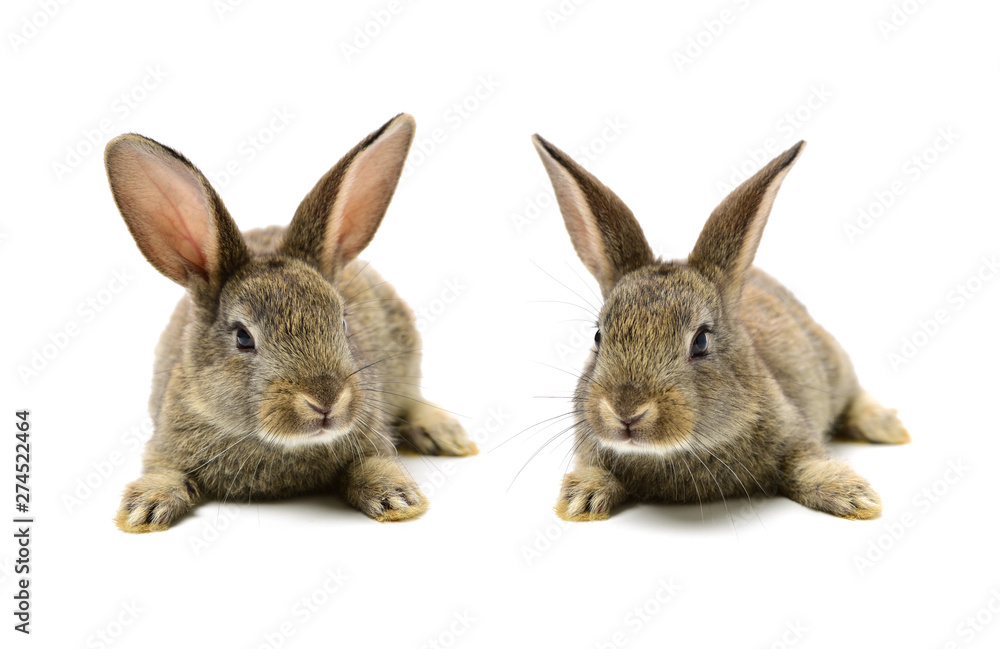 rabbit on a white background rabbit on a white background