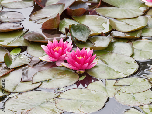 Valokuva Nymphaea alba - Fleurs du nénuphar ou nymphéa rose pourpre