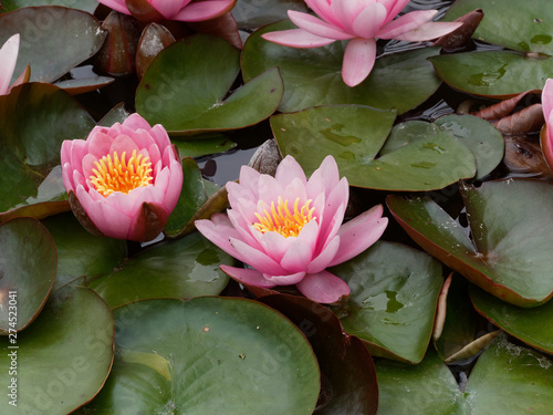 Tableau sur toile Nénuphar ou nymphéa rose