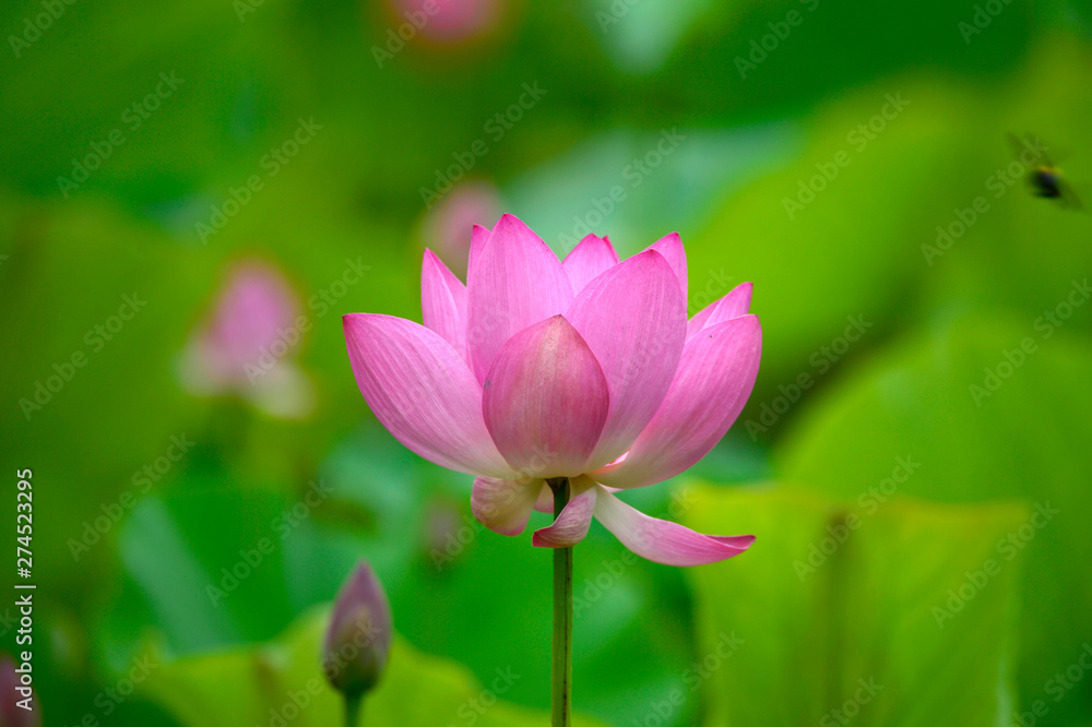Blooming lotus flowers in the park Blooming lotus flowers in the park