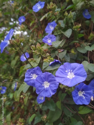 Fototapeta Naklejka Na Ścianę i Meble -  Blues Flowers