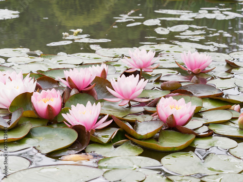 Nymphaea alba - Fleurs du nénuphar ou nymphéa rose photo