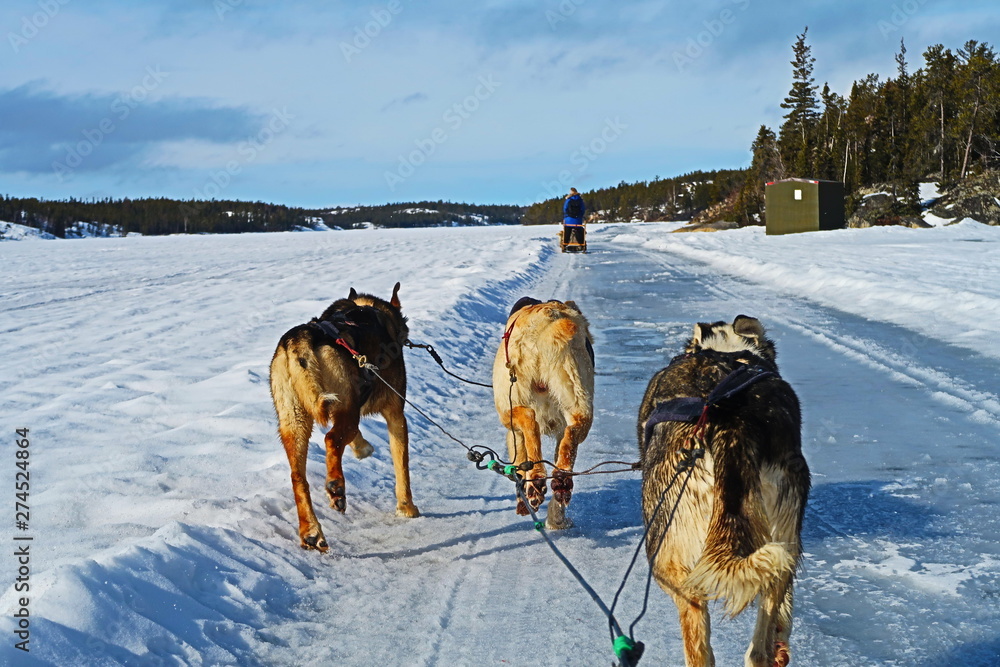 Naklejka premium カナダ 犬ぞり
