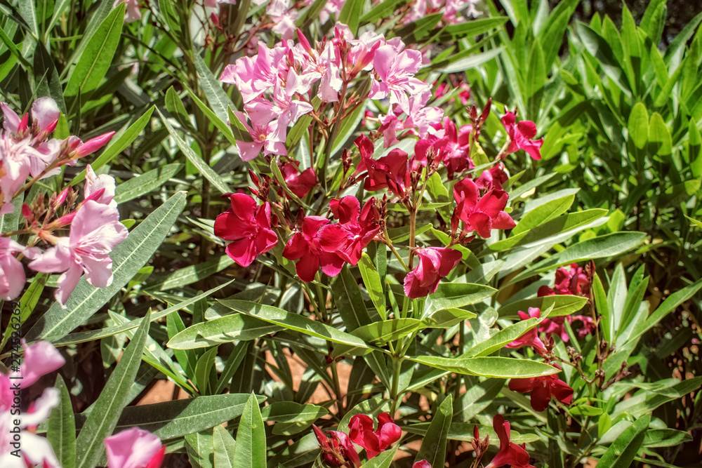 Flowers blooming in Springtime Flowers blooming in Springtime