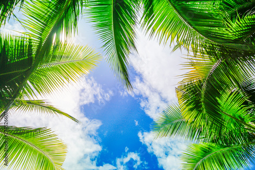 Coconut trees or palm trees against blue sky background