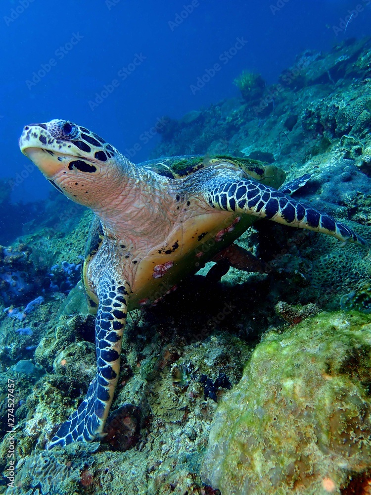 Fototapeta premium Closeup with the Hawksbill sea turtle during a leisure dive in Tunku Abdul Rahman Park, Kota Kinabalu, Sabah. Malaysia Borneo.