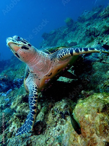 Closeup with the Hawksbill sea turtle during a leisure dive in Tunku Abdul Rahman Park, Kota Kinabalu, Sabah. Malaysia Borneo. © Josephine Julian