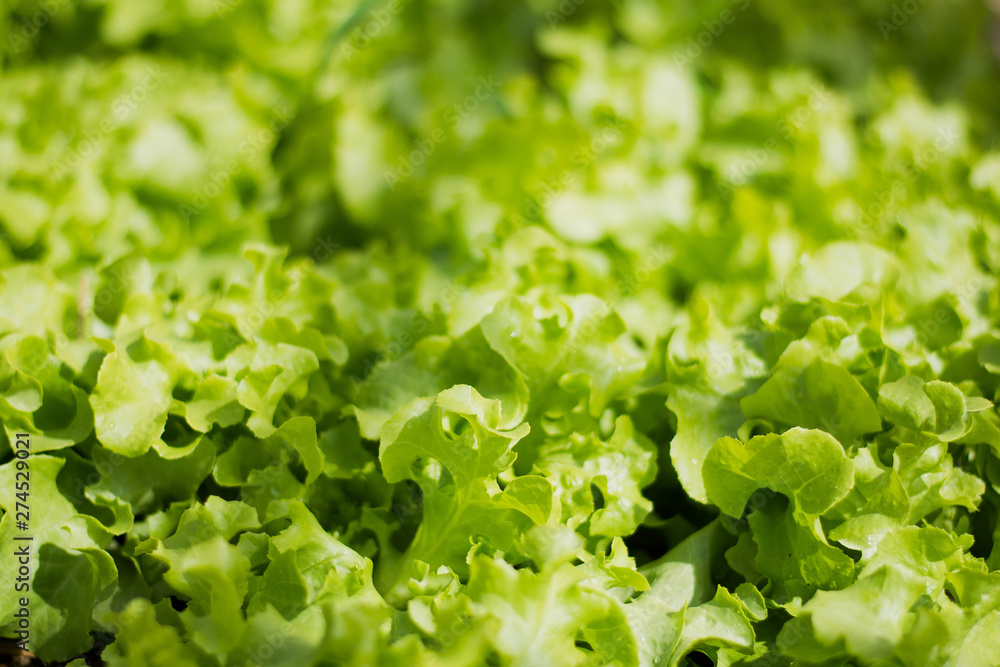 Green Salad vegetable Eat for Healthy Green Salad vegetable Eat for Healthy