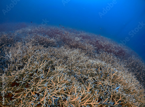 Extensive Branch Coral (Acropora florida) on a reef in El Nido, Palawan, Philippines