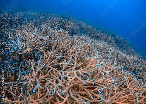 Fototapeta Naklejka Na Ścianę i Meble -  Extensive Branch Coral (Acropora florida) on a reef in El Nido, Palawan, Philippines