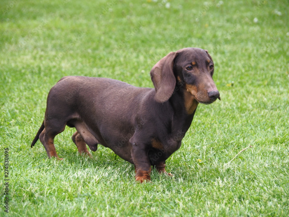 Dog Dachshund stands in the garden on the grass Dog Dachshund stands in the garden on the grass