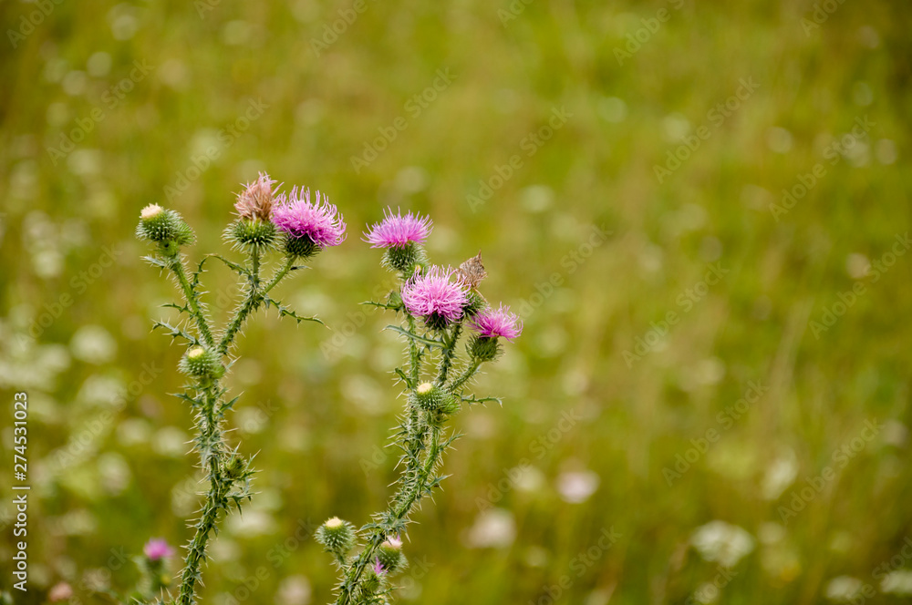 Thistle flower of pink color in the green summer field Thistle flower of pink color in the green summer field