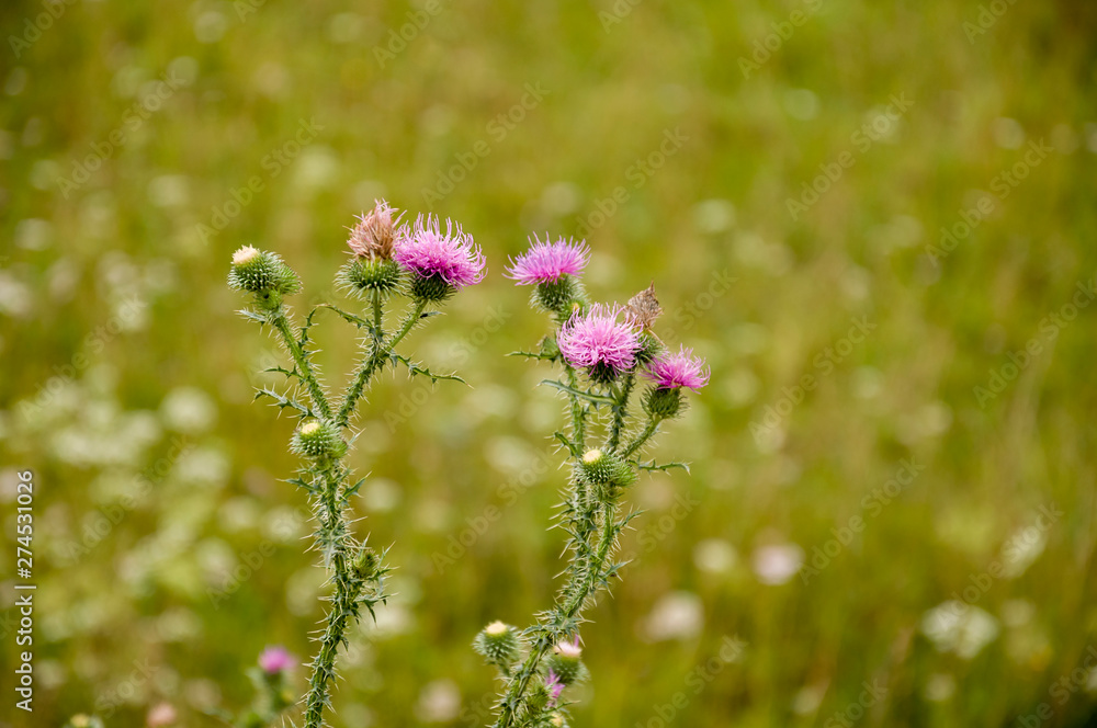 Thistle flower of pink color in the  green summer field