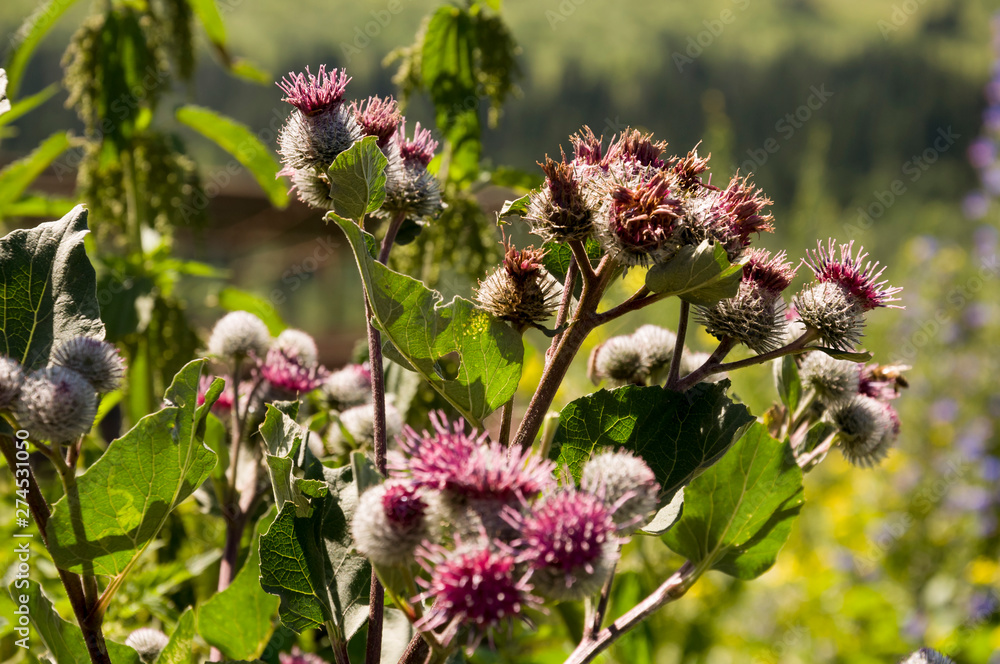 Thistle flower of pink color in the green summer field Thistle flower of pink color in the green summer field
