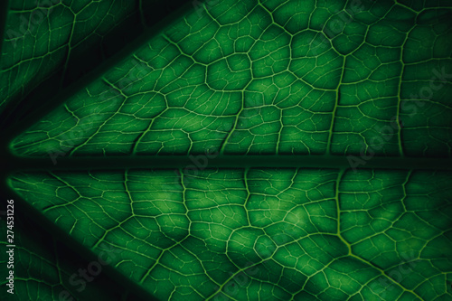  Lines from green leaves