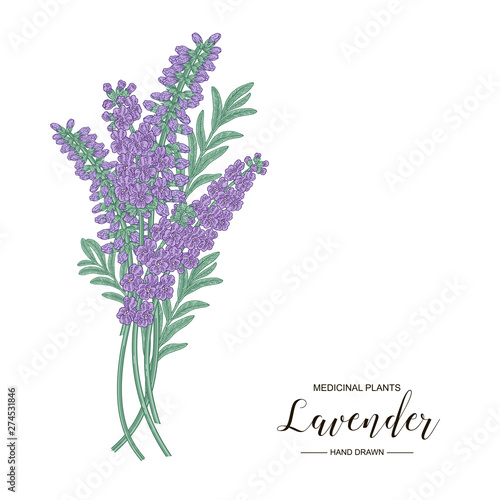 Fototapeta Naklejka Na Ścianę i Meble -  Lavender flowers isolated on white background. Medical plants hand drawn. Vector botanical illustration.
