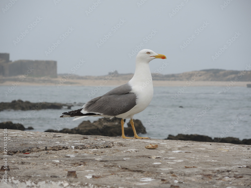 Gull in Essaouira in marocco Gull in Essaouira in marocco
