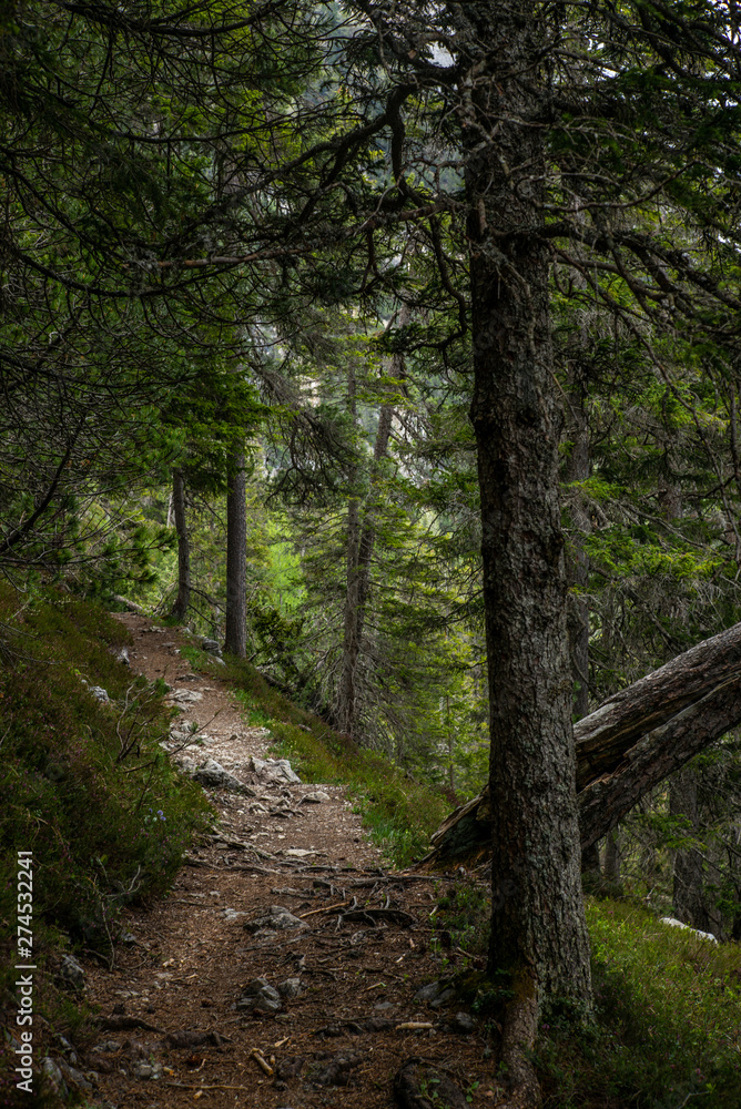 A path in the woods of Lenzerheide in the Swiss Alps in summer - 3