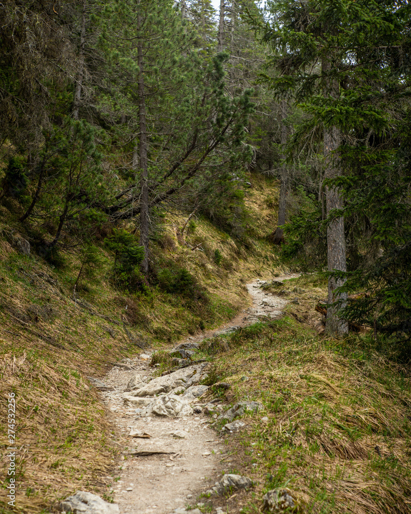 A path in the woods of Lenzerheide in the Swiss Alps in summer - 4