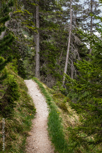 A path in the woods of Lenzerheide in the Swiss Alps in summer - 2
