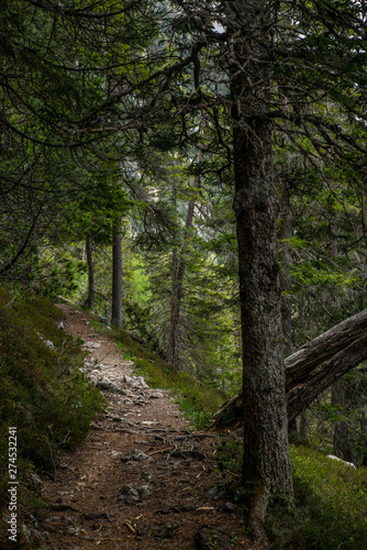 A path in the woods of Lenzerheide in the Swiss Alps in summer - 3 © gdefilip