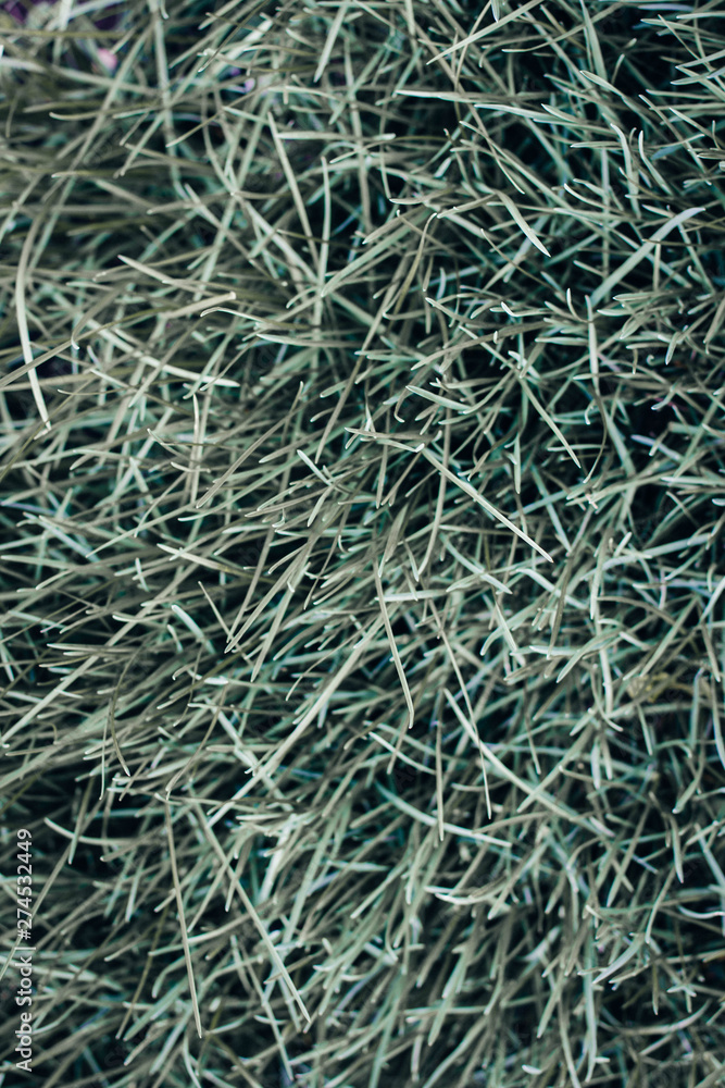green grass texture background green grass texture background