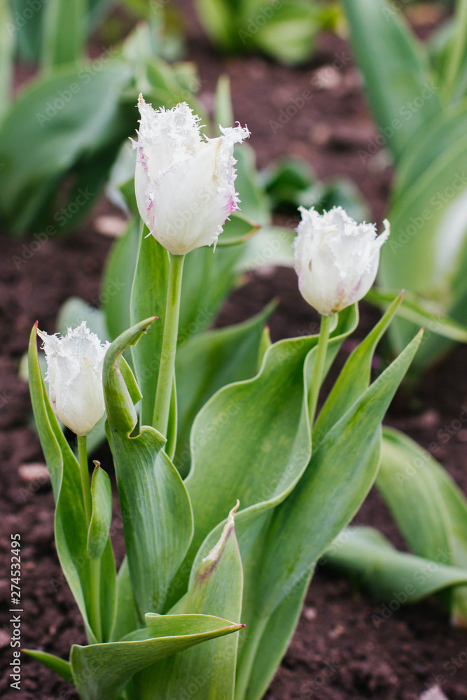 Fototapeta premium white tulips in the garden