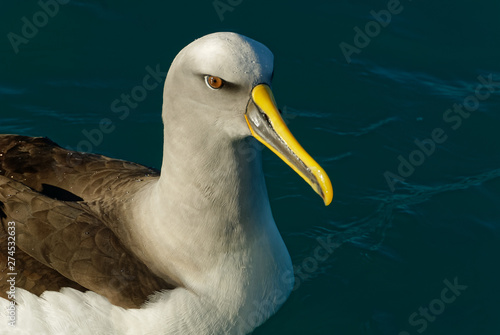 A lesser albatross rests on the sea, it is beautifully lit photo