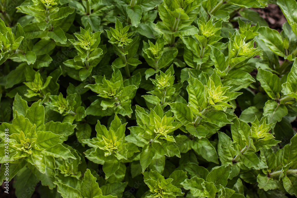 green grass texture background green grass texture background