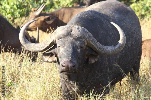Cape Buffalo with large horns