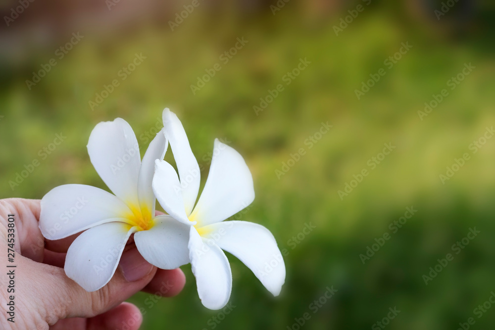 Relaxation concept; Hand holding couple white plumerias with green grass background. Relaxation concept; Hand holding couple white plumerias with green grass background.